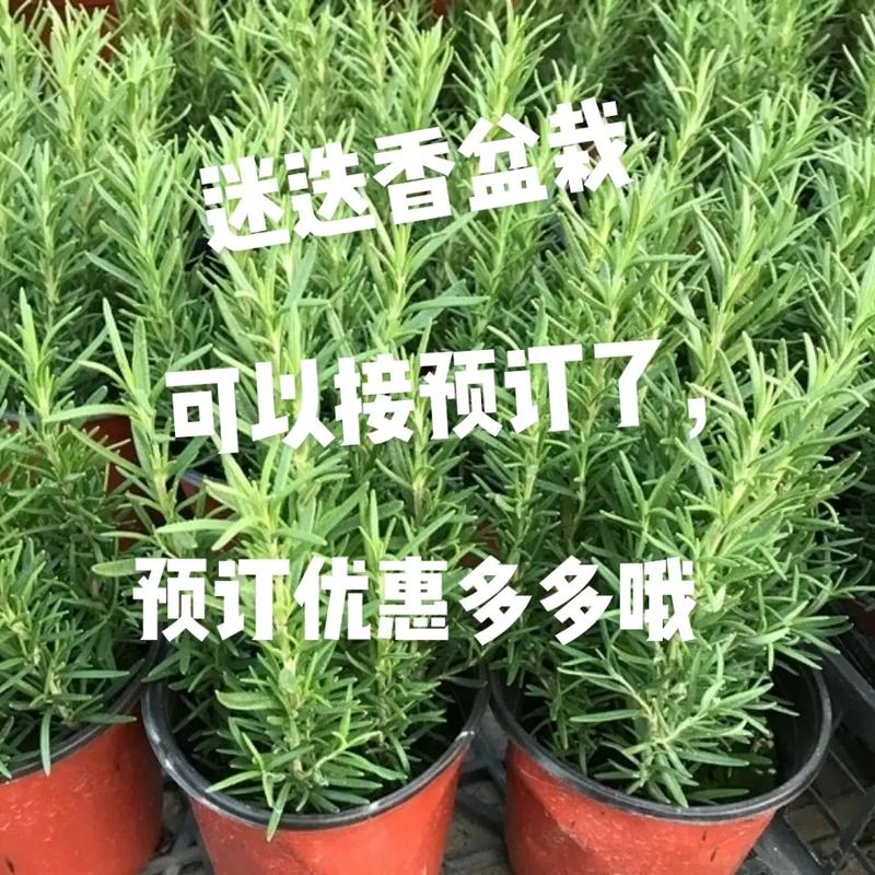 迷迭香的功效与作用,大自然的神奇之草，功效与作用全面解析