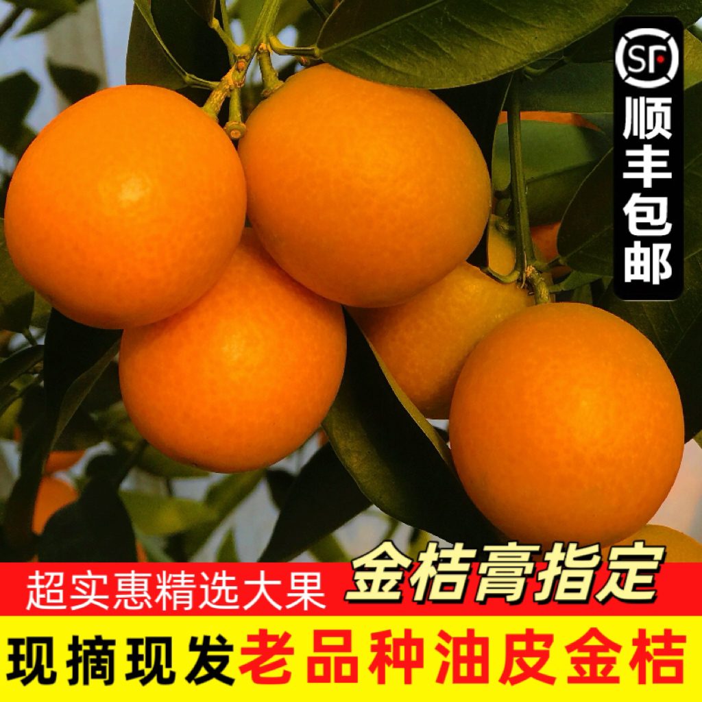 阳朔油皮金桔：鲜果中的“麻嘴”诱惑，广西桂林特产的甜蜜秘密