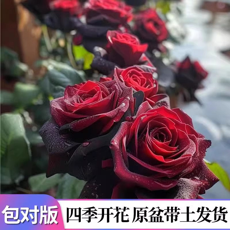 黑巴克玫瑰花树苗老桩月季花苗四季开花带花苞特大号盆栽花卉大全，打造你的梦幻花园！