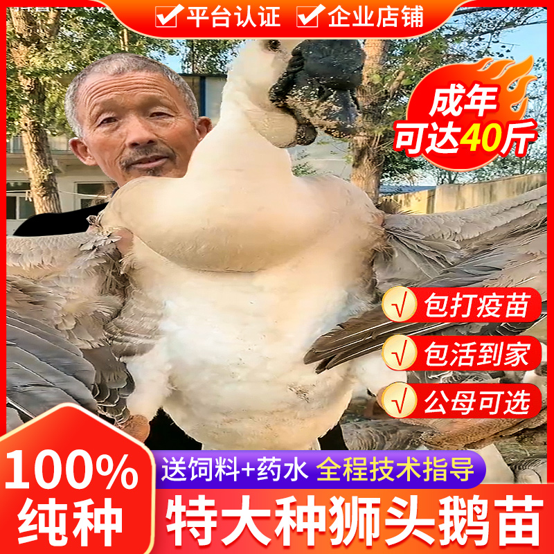 正宗狮头鹅小鹅：潮汕美食与宠物新宠，包活到家！