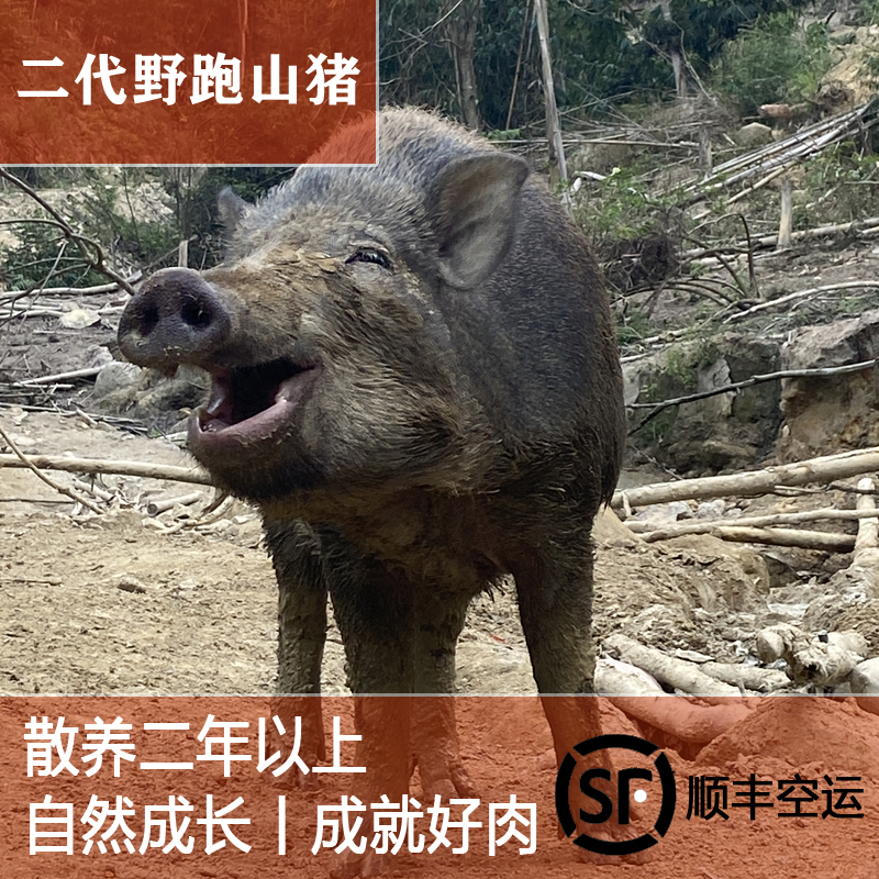 原生态野山猪二代山猪跑山猪农家土猪排骨腩：真正的山野美味，你尝过吗？