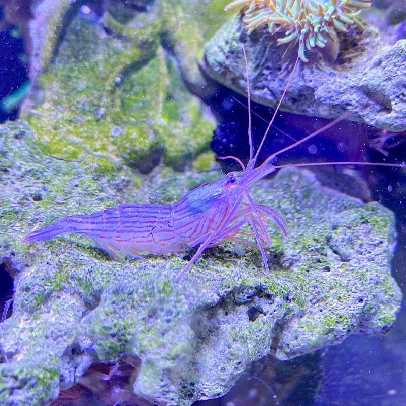 假绵阳虾 vs 薄荷虾 vs 黄点玻璃虾：海水观赏虾大比拼，谁才是你的海缸清洁小能手？