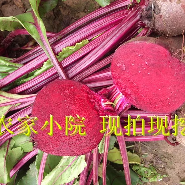甜菜头500g：西餐神器！榨汁酵素摆盘全攻略，吃出高级感