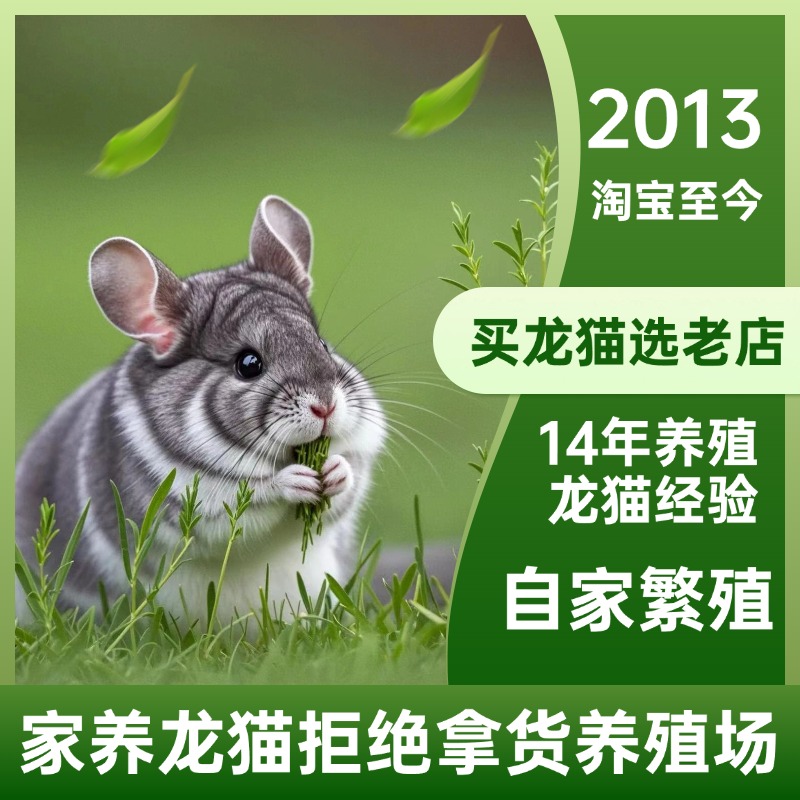 遇见萌力爆表的标灰DD龙猫宝宝，沈阳实体店宠粉福利大放送！