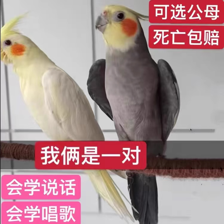 已训练会说话的鹦鹉：养玄凤活鸟宠物，公母一对中大型可繁殖，你准备好了吗？
