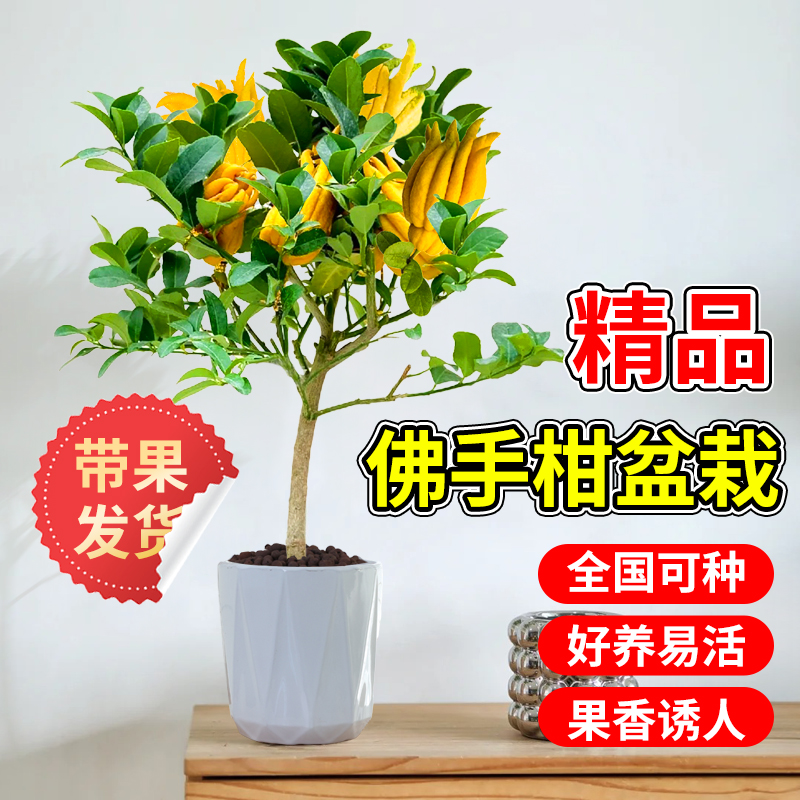 现摘现发金华佛手：清新脱俗的家居装饰，享受自然之美