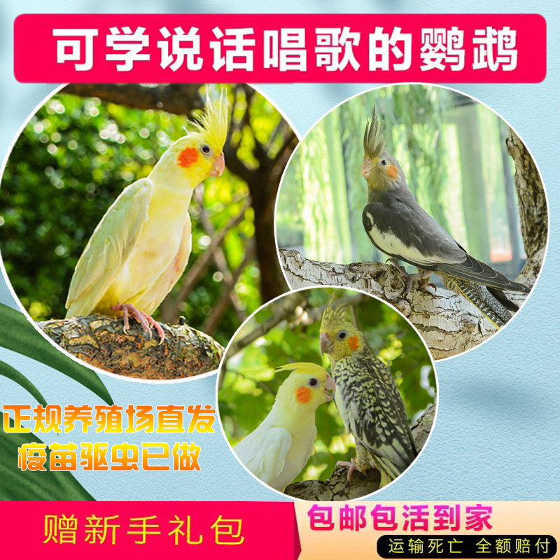 玄凤鹦鹉：萌力全开的会说话小精灵，手养宠物新宠儿✨