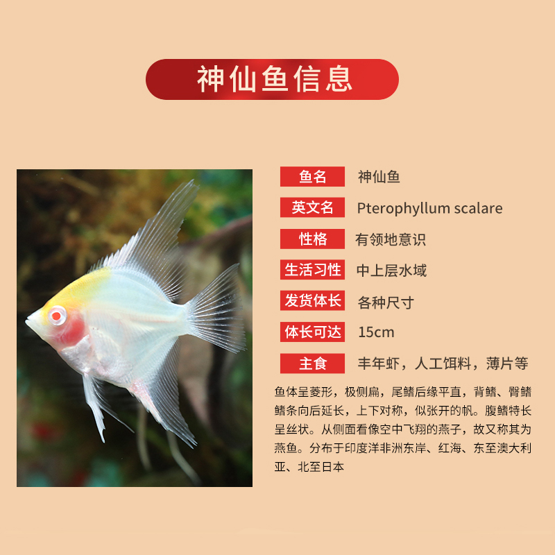 秘鲁燕鱼：热带水族馆里的灵动精灵，让家充满活力！✨