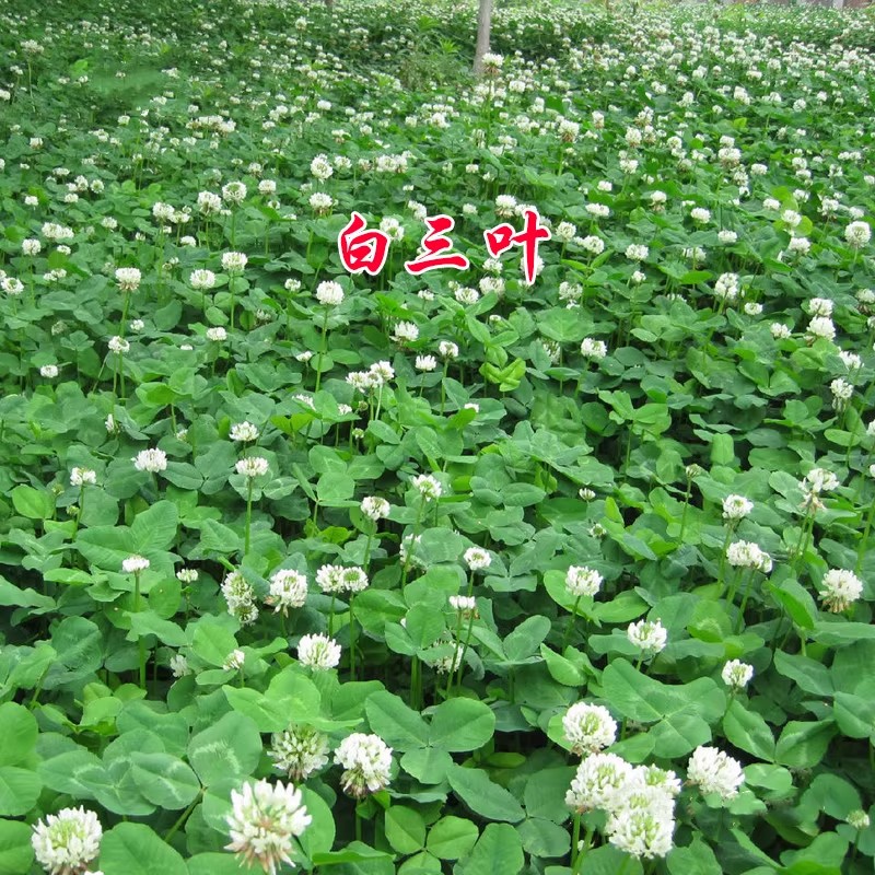 三叶草种子：打造四季常青的梦幻草坪，揭秘白三叶草籽与红三叶草籽的种植秘诀！
