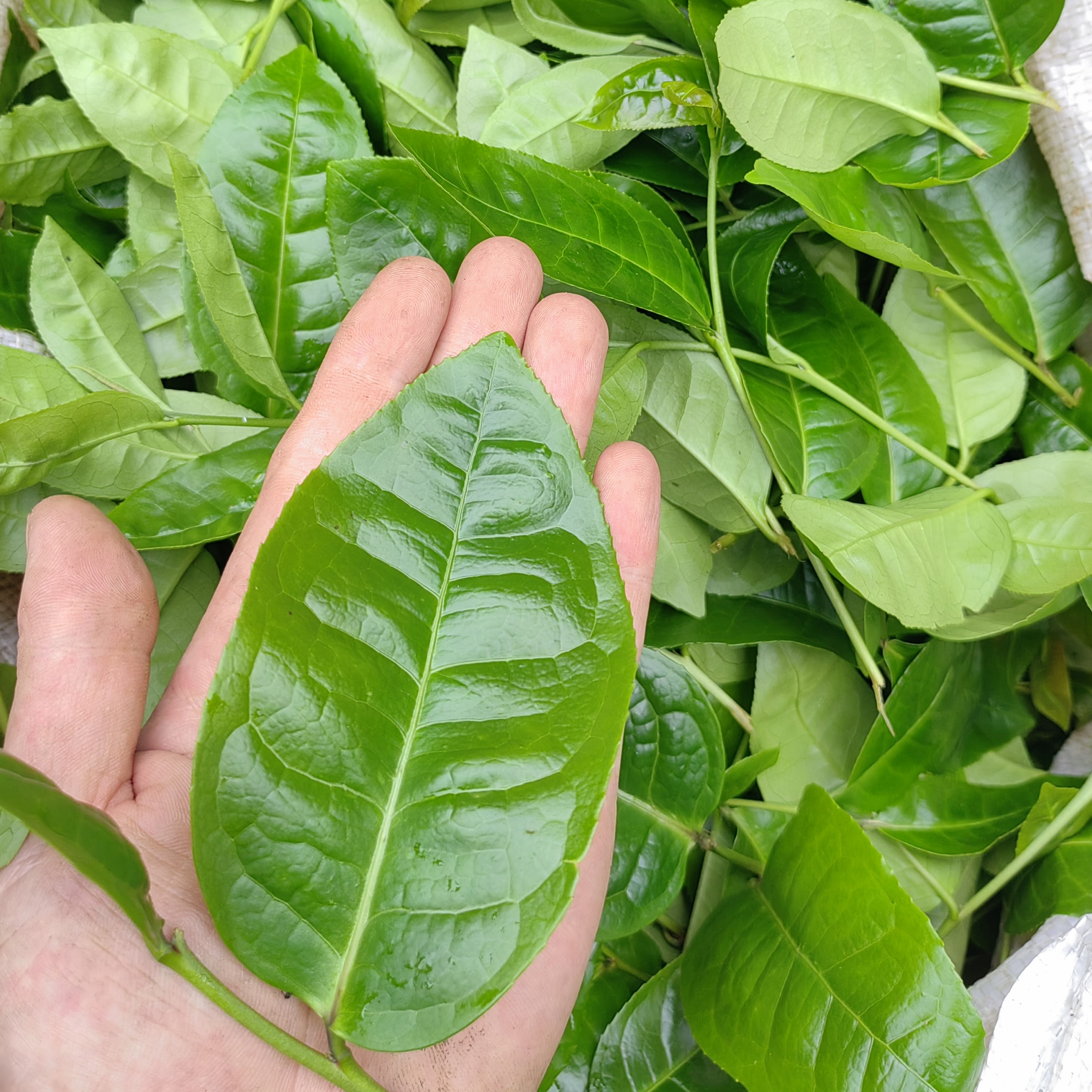武夷岩茶怎么冲泡才正宗？一学就会