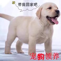 拉布拉多是什么品种的犬？