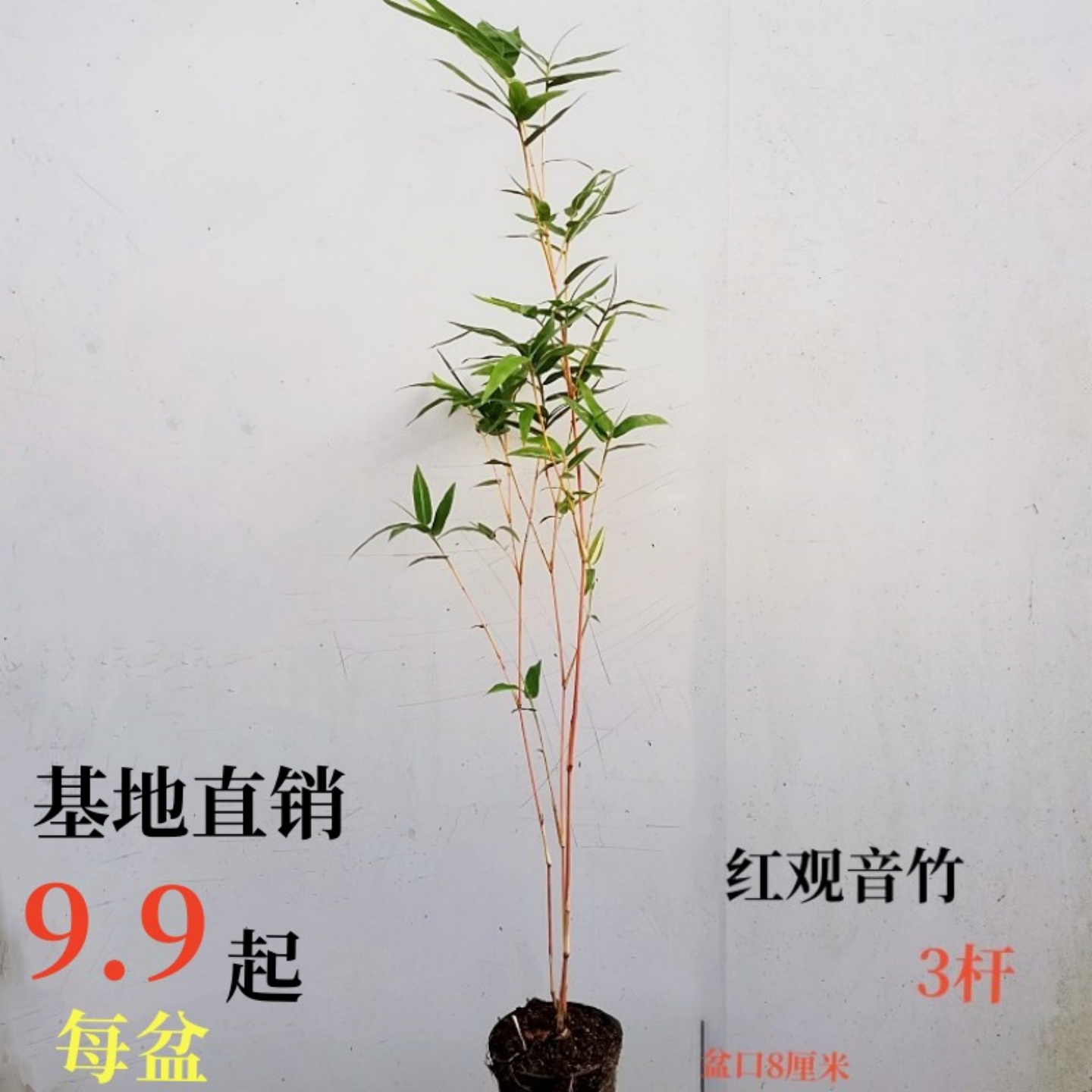 围炉煮茶必备！复古网红竹桌椅，带你穿越回古风小院