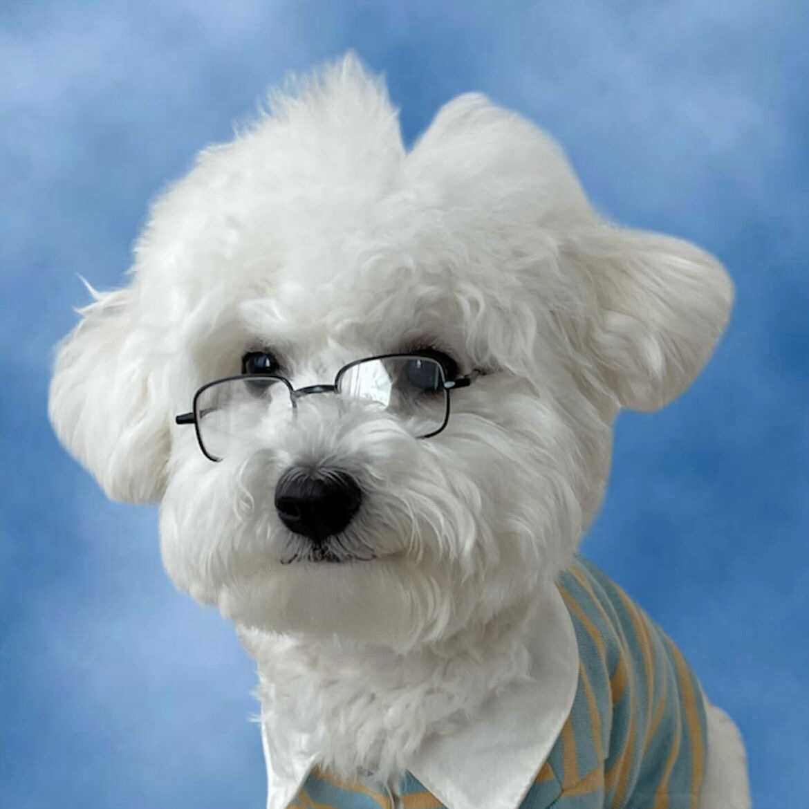 ins狗狗眼镜猫咪宠物方框眼镜玩具斯文学院风证件照拍照配饰镜框，萌化你的心！