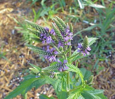 sand verbena seeds,Sand Verbena Seeds: A Comprehensive Guide