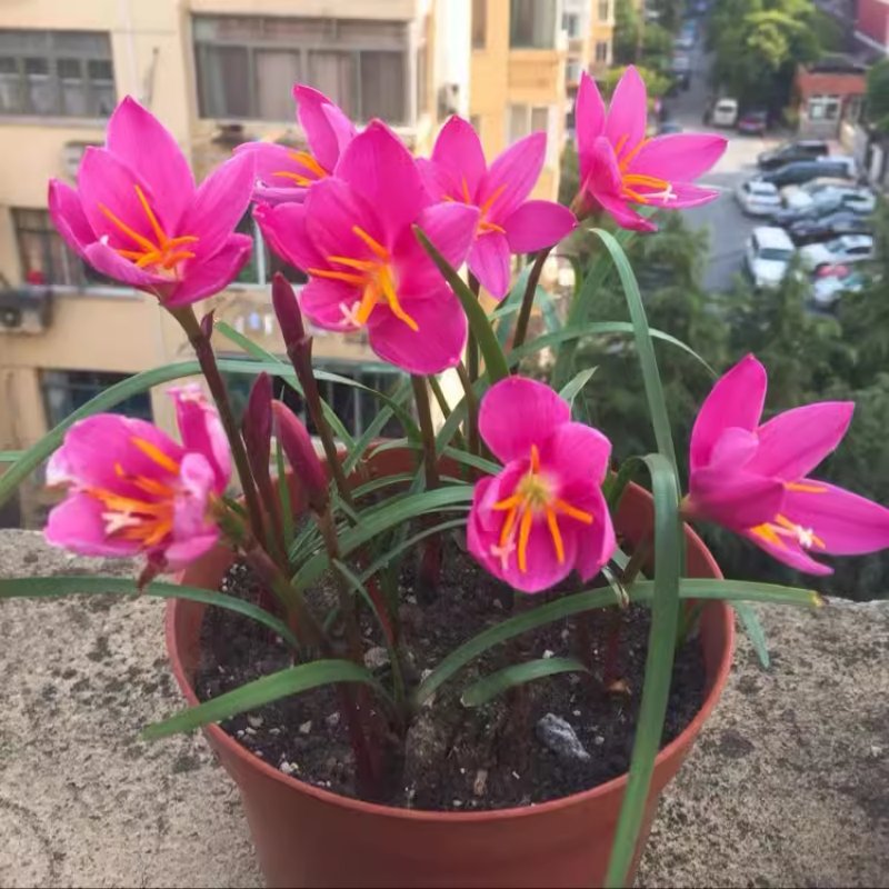 鲜花展示车：如何让你的地摊变成浪漫花海？室内室外全攻略！