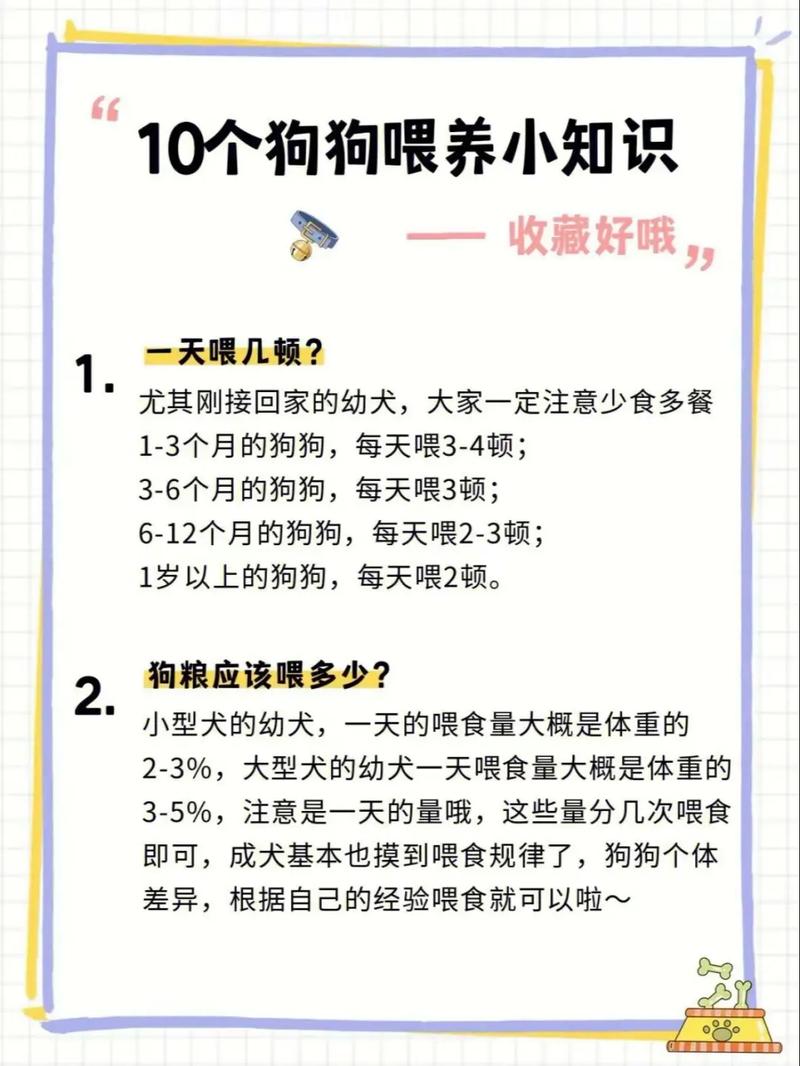 可爱小狗养育计划,从新手到专家的全面指南