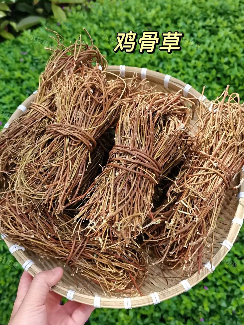 鸡骨草,煲汤佳品与药用良药的双重身份