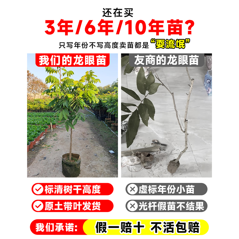 龙眼树可以活多久？寿命长短与哪些因素有关？