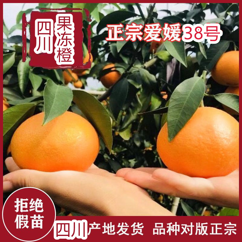 四川爱媛38号果冻橙：孕妇也能放心吃的美味橙子✨
