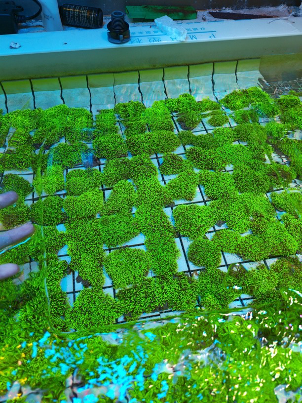 草皮珊瑚批发：打造梦幻海底世界的必备神器✨