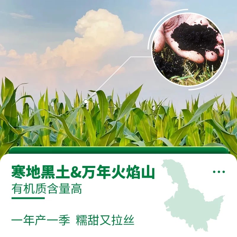 玉米神东北糯玉米棒：早餐新宠，开启美味一天！