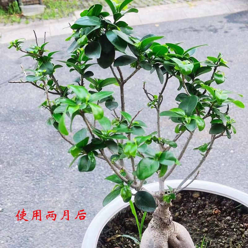劳恩格润东方神水佑活萌茂根立爆套餐：植物移栽救护复壮的神奇配方！