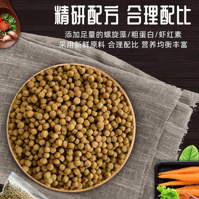 石金钱龟真的能吃？野生龟苗别乱买！新手养龟必看！