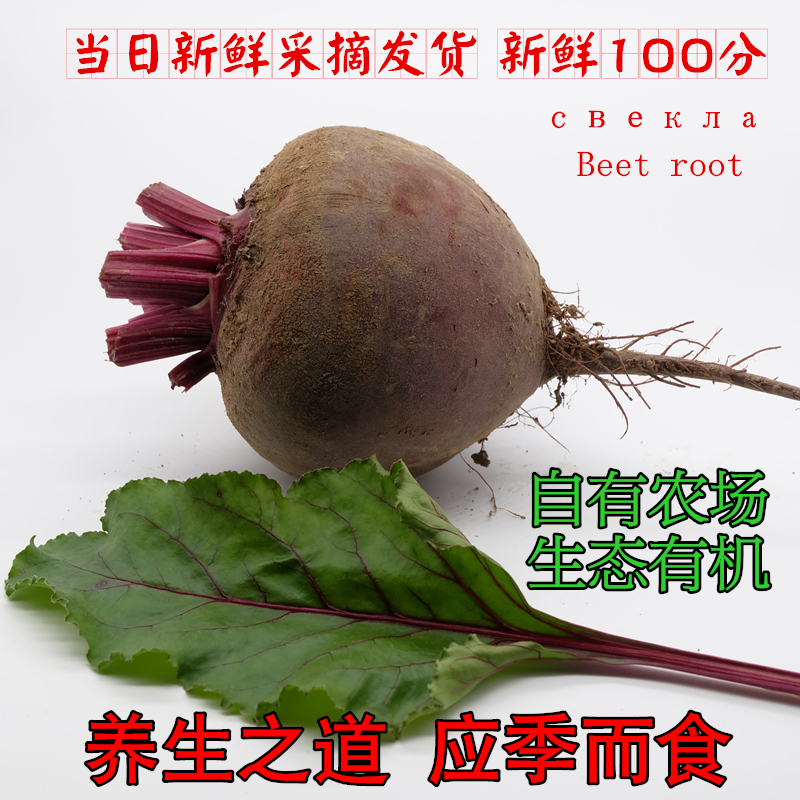 甜菜根的秘密：健身达人必备的天然超级食物，新鲜红甜菜如何成为你的健康伙伴？