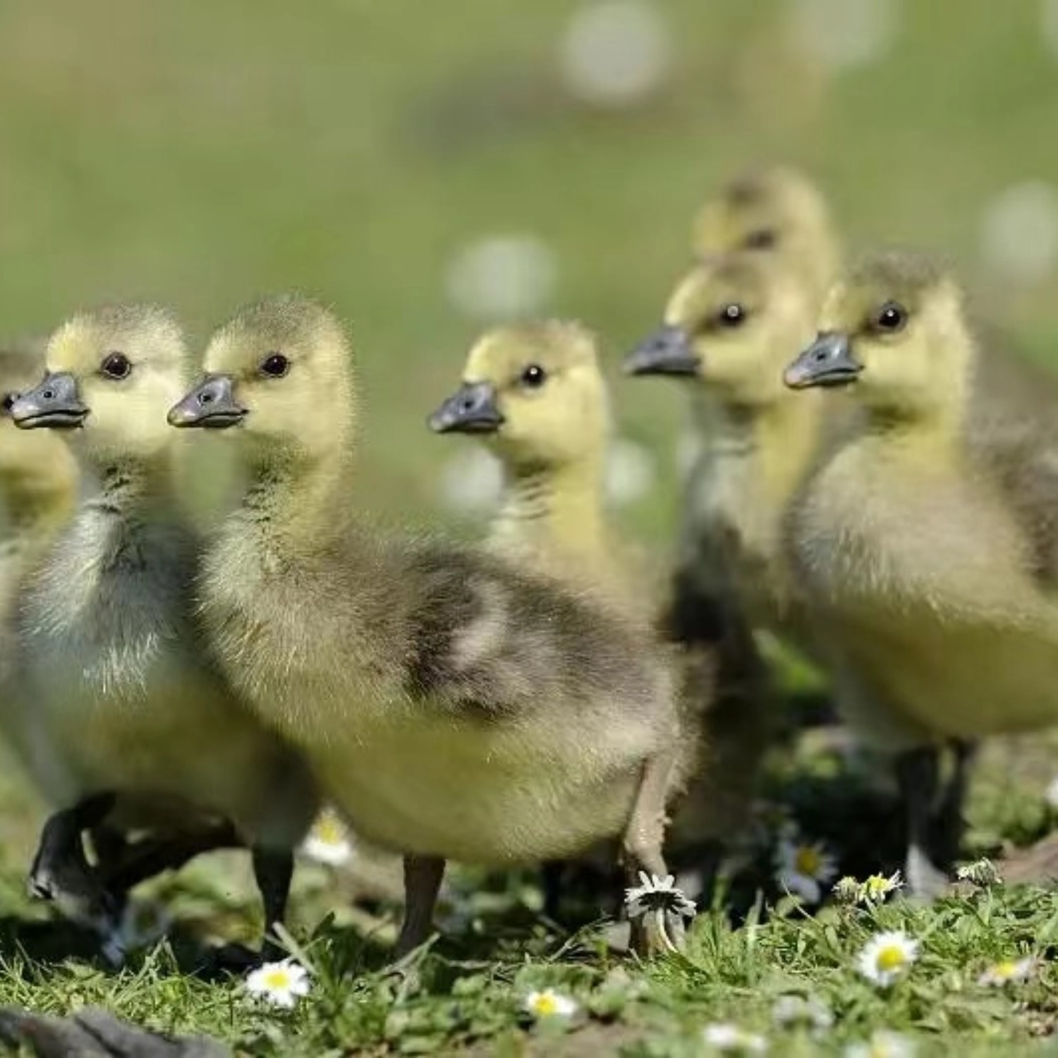正宗阳江鹅出壳苗：一斤灰鹅活苗，开启您的养殖致富之路！