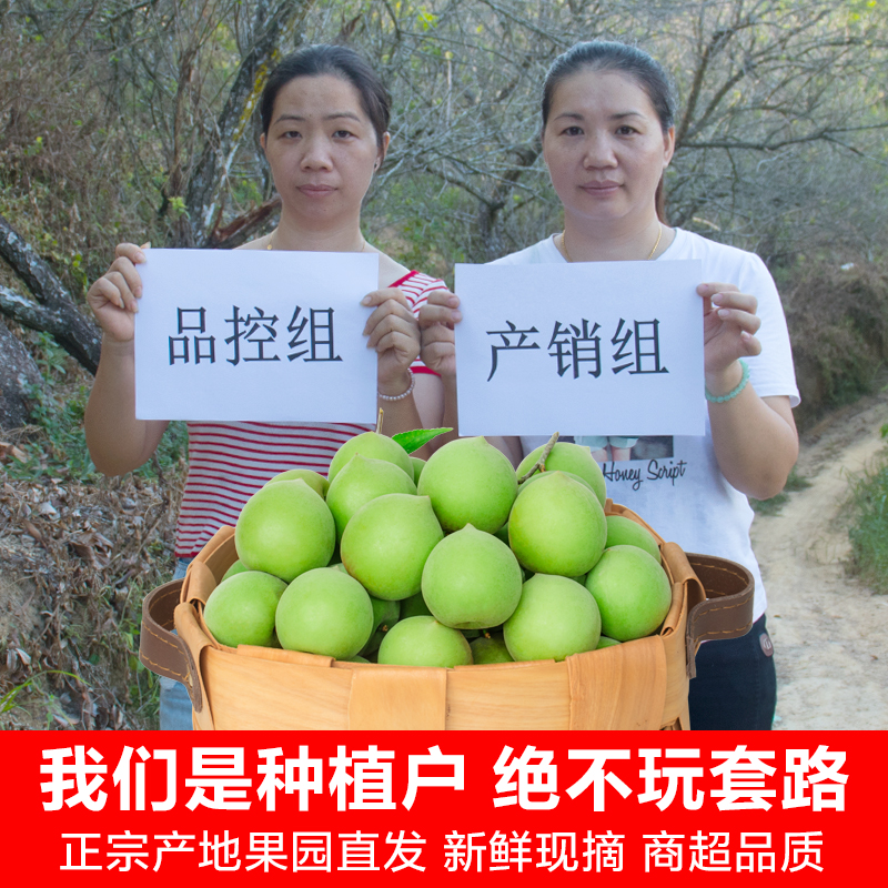 云南青梅果：野生酸梅子泡酒酵素，孕妇也能吃的鲜梅！