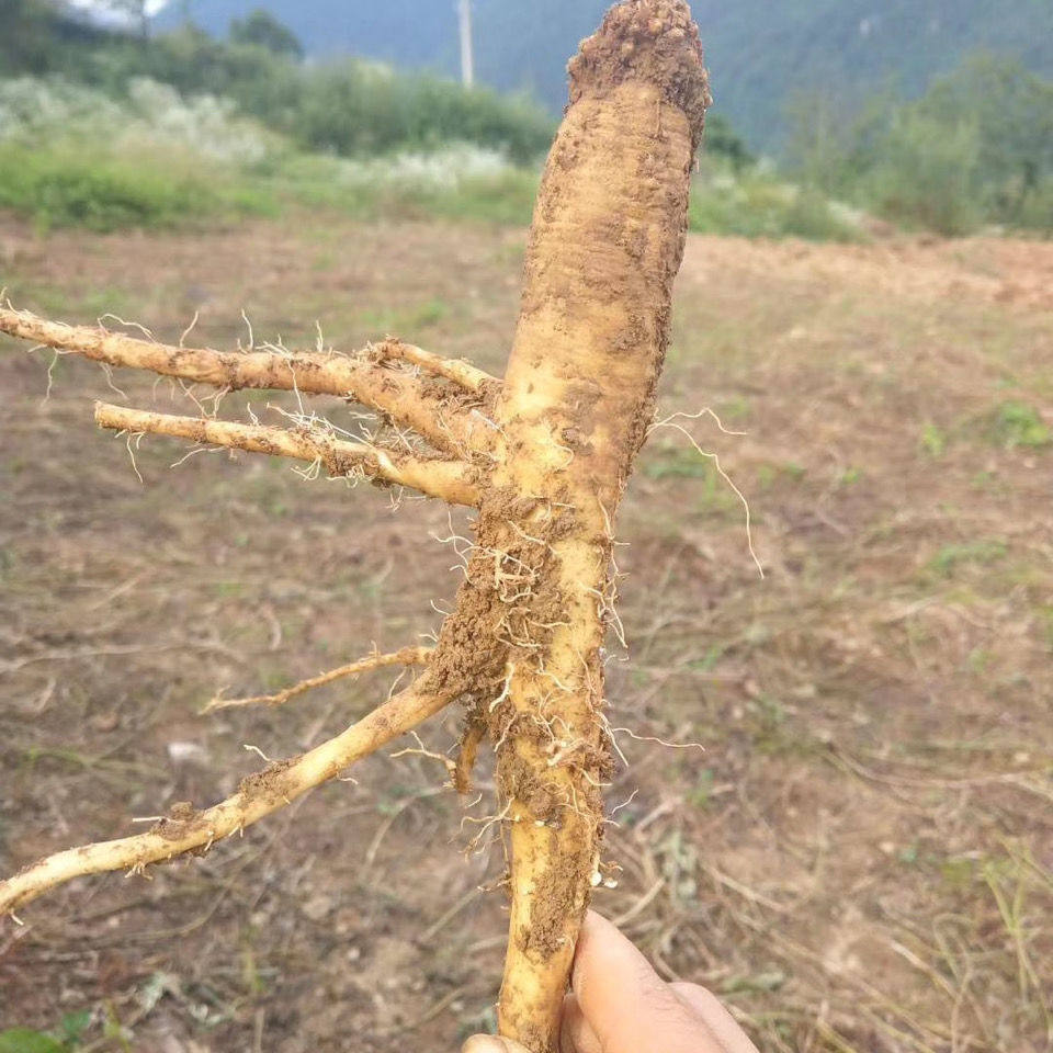 党参苗子适合家庭庭院种植吗？四季易活真的那么神奇吗？