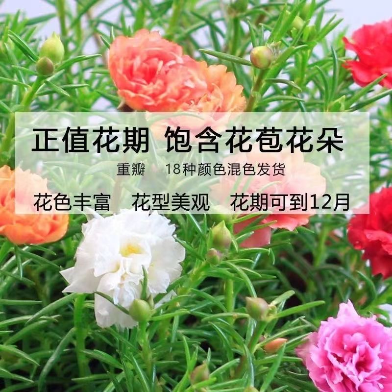 正版《灵枢经》梅花版1963年版：中医老版本的珍藏之旅✨