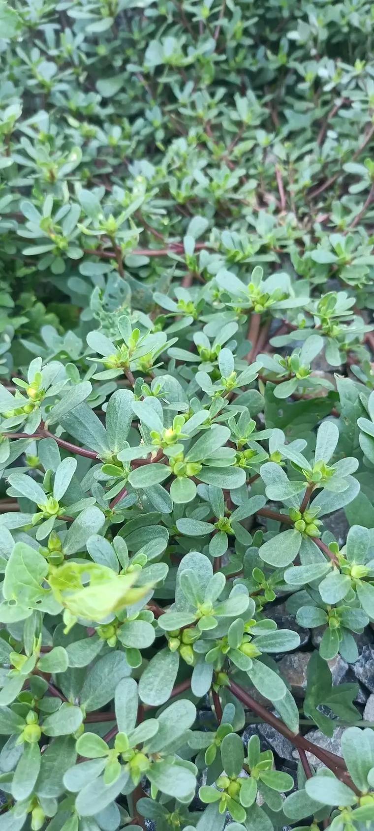 马齿菜,大自然的馈赠，药食两用的神奇植物