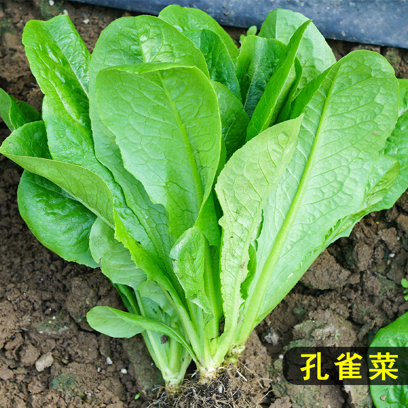 今年天猫618怎么玩？攻略来了！超全购物指南+隐藏玩法曝光
