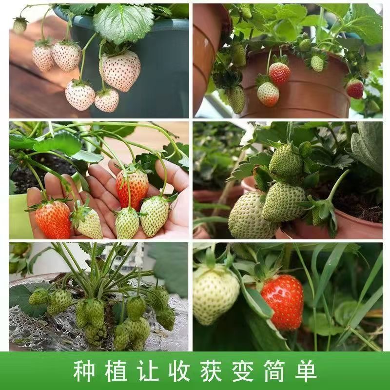 青菜肉丝拌川到底有多香？吃一次就上瘾！这碗真的绝了