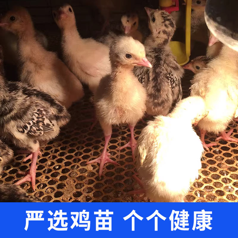 火鸡活苗大种半大脱温尼古拉700系：宠物界的萌宠新宠，顺丰包活送到家！