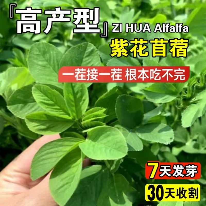 头茬紫花苜蓿草：牧场主的秘密武器，让牛羊马驴羊驼爱上每一口