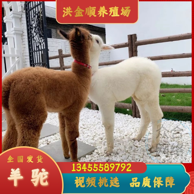 羊驼活体一只专拍链接：揭秘羊驼的萌态生活与饲养心得