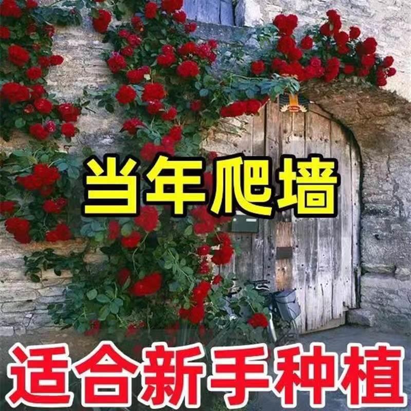 蔷薇花苗大花攀援花卉：打造四季花开的梦幻庭院，阳台也能变成花海！