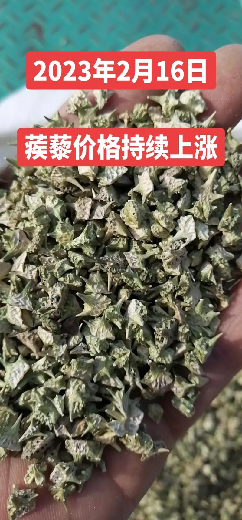 蒺藜价格,蒺藜市场价格分析及选购技巧