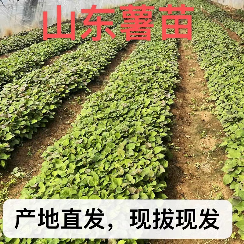 甜蜜诱惑：揭秘网红地瓜苗的秘密，从榴莲蜜薯到冰淇淋紫薯，你不可不知的种植宝典！