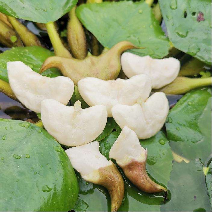 2025新鲜菱角：洪湖现摘鲜嫩，当季水果蔬菜的新宠儿！