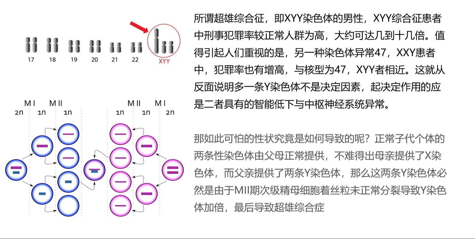 细胞分裂7,细胞分裂概述