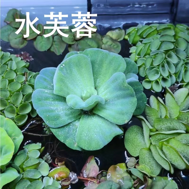 浮萍水草一叶莲：古法养鱼新风尚，打造梦幻水下花园！