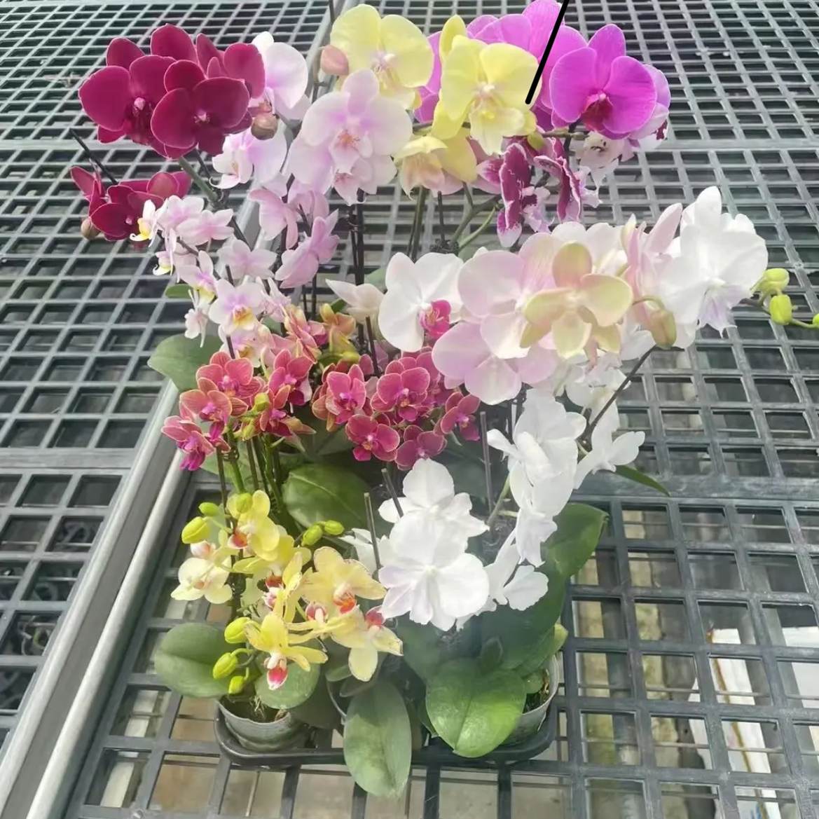 蝴蝶兰花苗带花剑带花苞盆栽兰花大苗客厅室内植物花卉四季好养活，美爆你的家！