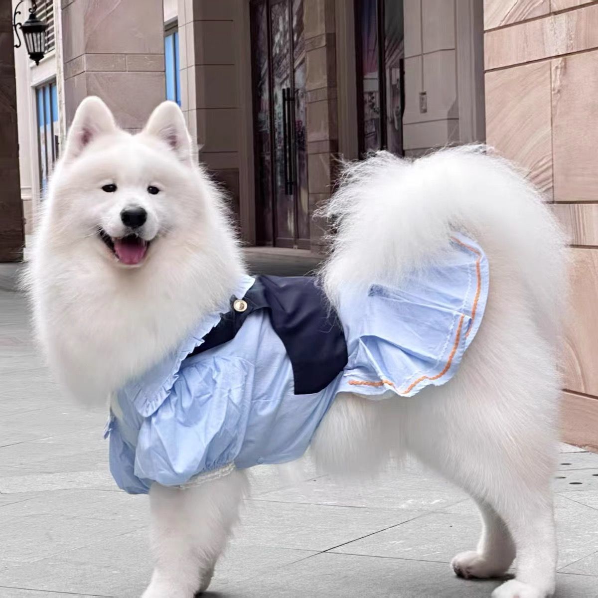 宠物春夏中大型犬公主复古花边裙背心式狗狗猫咪衣服，让毛孩子变身时尚icon✨