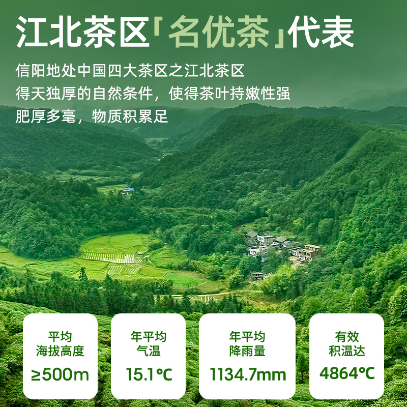 2025信阳毛尖新茶：春日里的第一缕清香，你准备好了吗？