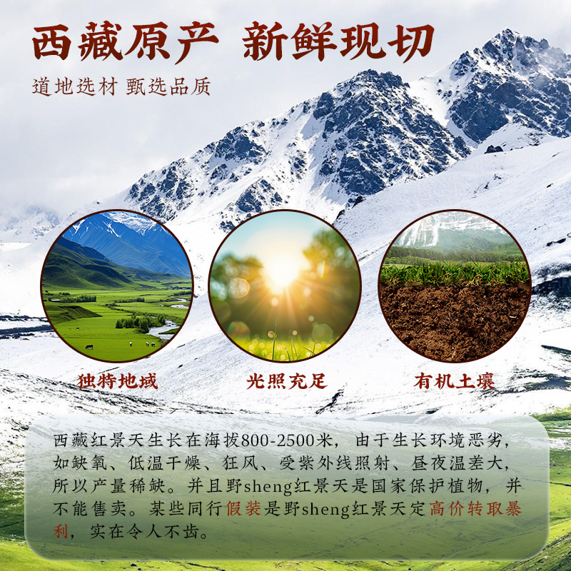 红景天西藏泡茶：天然抗高原反应神器，500克去皮大花红景天，轻松磨粉泡茶秘籍！