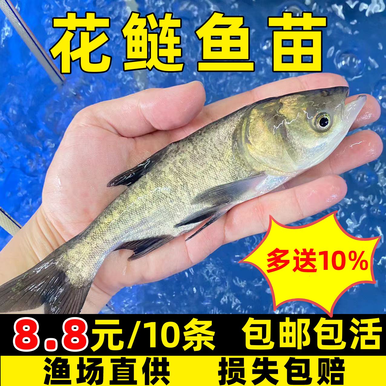 大头鱼苗与花鲢鱼苗：淡水养殖的秘密武器，揭秘高效养殖技巧！