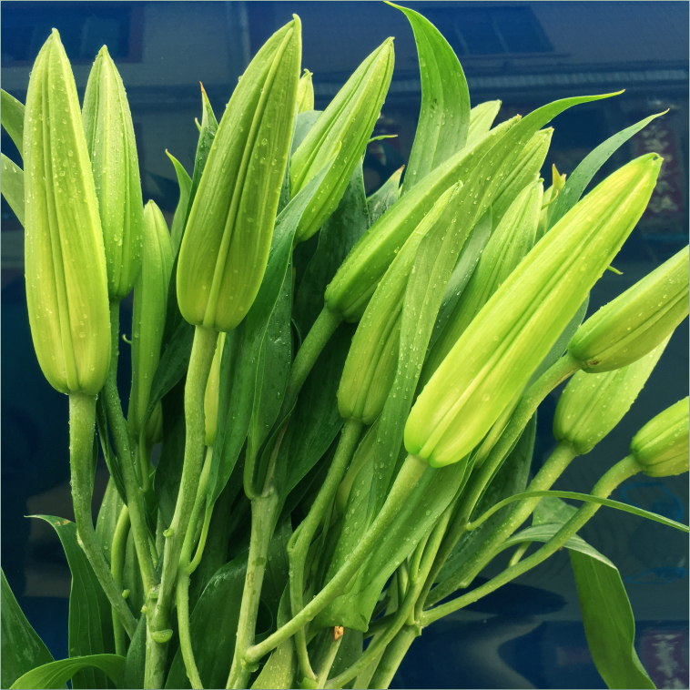 云南昆明鲜花基地直供：香水百合、康乃馨、小雏菊、腊梅、多头小玫瑰，打造梦幻花束秘籍！